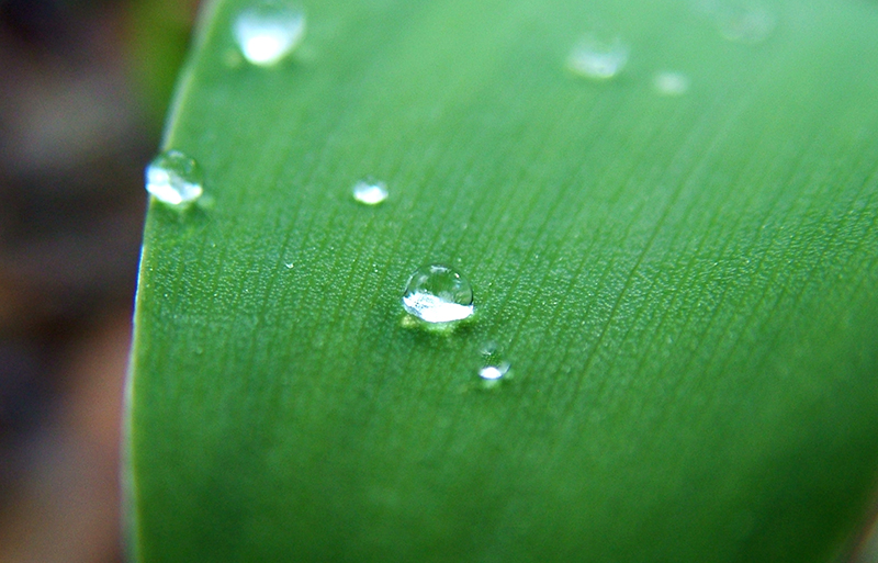 mf-drops