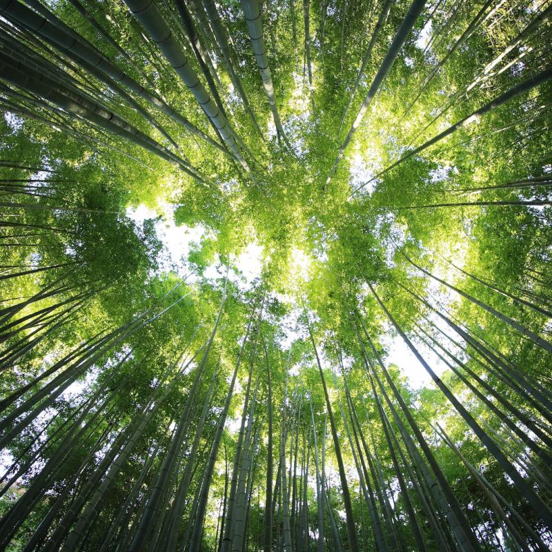 Looking up through Bamboo forest